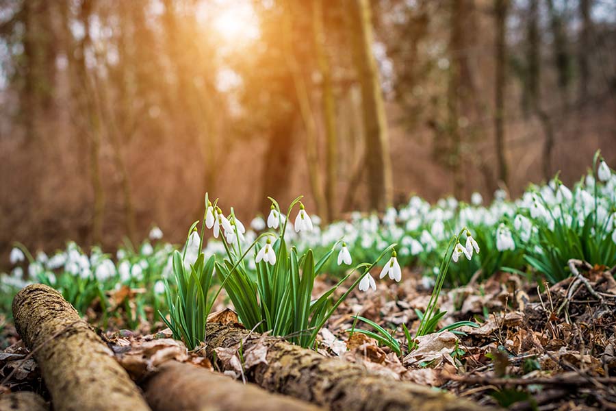 2023 MidYear Market Outlook Out of the Woods? Charles Schwab